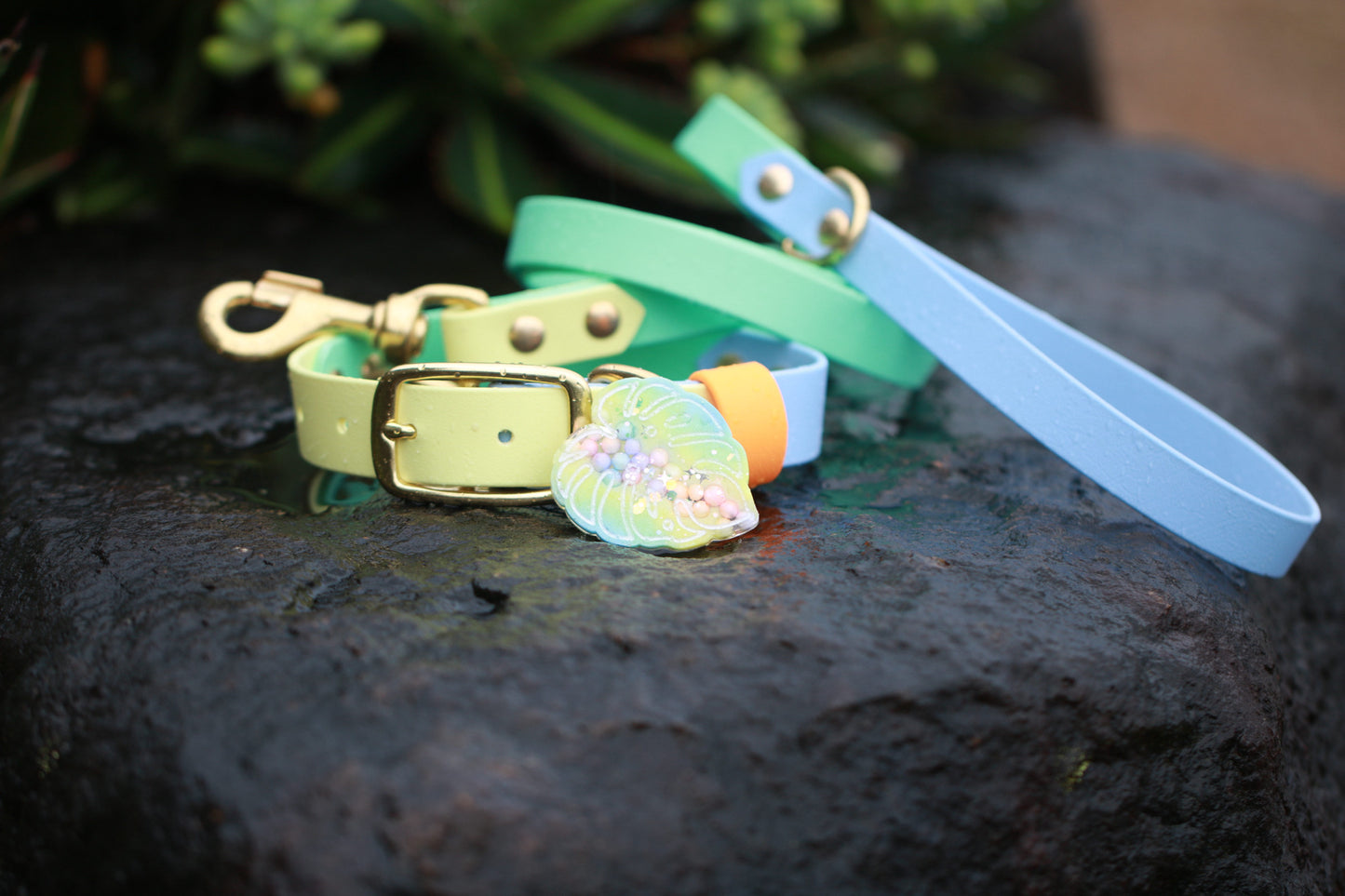 25mm Wide Collar, Lead and Custom Tag Set