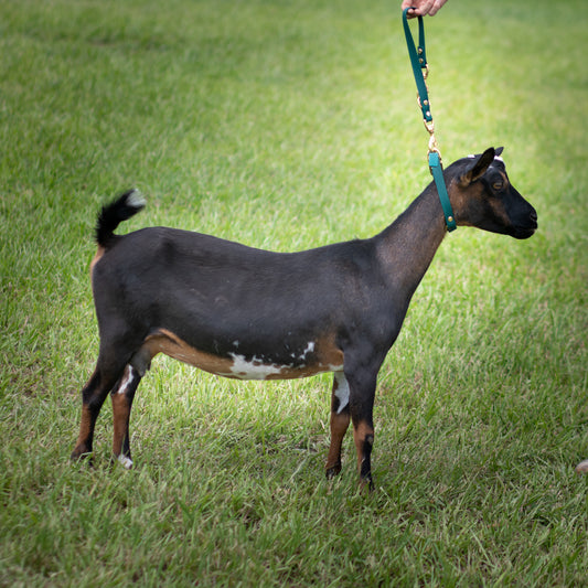 Double Ended Traffic Lead